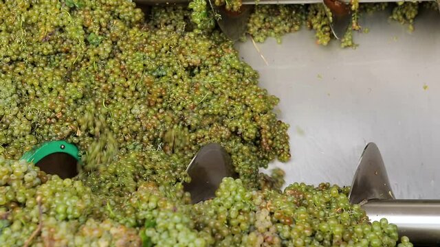 Grape harvest : Squeeze The Grape With The Press. Making Wine At Winery  Grape sheller at the work with white grapes. Stemmer crusher crushing grapes at a winery . Wine making process . Slow Motion .