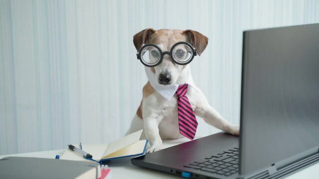Adorable Smart dog in glasses and pink tie working at desk with laptop. online conference remote project consultation. Video footage. Social distancing lifestyle. Curious funny pet Jack Russell face 