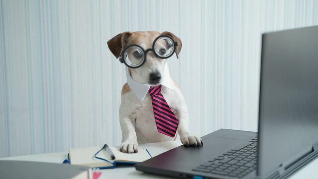 Office worker dog in striped tie and nerd glasses. Funny small dog Jack Russell terrier using laptop at desk. Animal theme video footage. Remote online video call conference. Adorable pet looking  