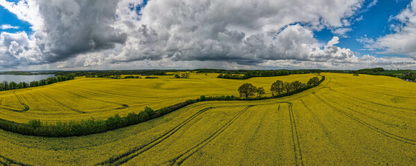 Fototapeta premium Luftdrohne Draufsicht auf gelb blühendes Rapsfeld mit Linien von Traktorspuren