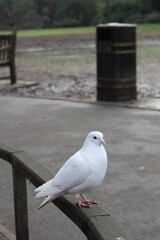 dove on railing