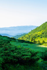Obraz premium Mountain landscape. Green grass, blue mountains, flowers and needles. Montenegrin ridge in Ukraine in July. Hike in the Carpathian Mountains.