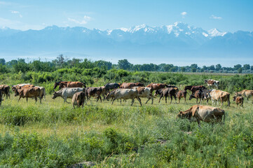 herd of cows and horses in the field