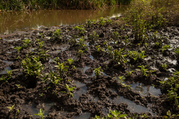drought is a problem that is affecting the entire world, in Brazil it is no different. in the...