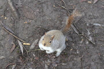 squirrel