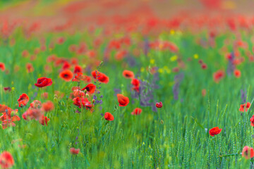 red poppies close-up in a field in summer among the green grass