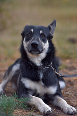 Obraz premium black and brown dog mongrel at animal shelter
