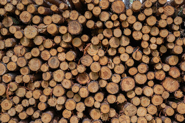 Holz Quersachnitt Baum Bäüme Stapel Hintergrund Holzwand 