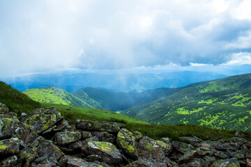 Fototapeta premium Mountain landscape. Green grass, blue mountains, flowers and needles. Montenegrin ridge in Ukraine in July. Hike in the Carpathian Mountains.