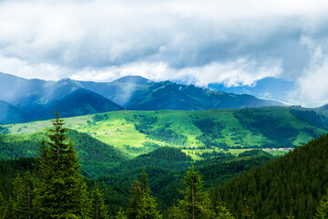 Mountain landscape. Green grass, blue mountains, flowers and needles. Montenegrin ridge in Ukraine in July. Hike in the Carpathian Mountains.