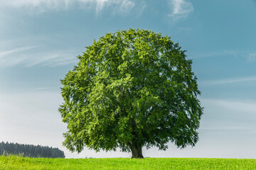 Alter Buchenbaum auf einer Wiese