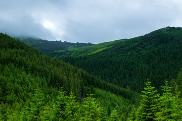 Fototapeta premium Mountain landscape. Green grass, blue mountains, flowers and needles. Montenegrin ridge in Ukraine in July. Hike in the Carpathian Mountains.