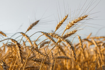 Ripe ears of wheat in the field on the setting sun.
