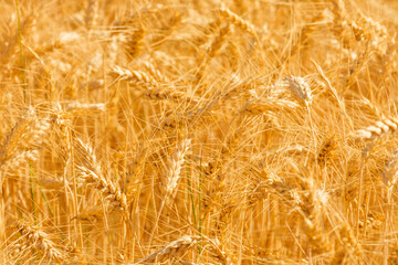 Golden ears of wheat in the field at sunlight