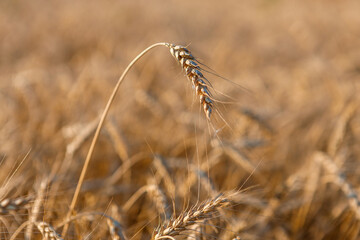 Fototapeta na wymiar Ripe ears of wheat in the field on the setting sun.