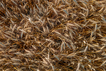 Ripe ears of wheat in the field on the setting sun.