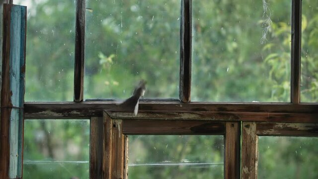 small beautiful bird sits on glazing bead and tries to get out into open air