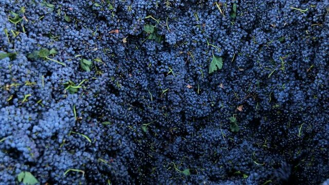 Grape harvest : Squeeze the grape with the press . Making Wine At Winery  Grape sheller at the work with red grapes . Stemmer crusher crushing grapes at a winery . Wine making process . Slow Motion .