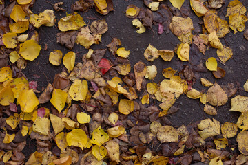 Fallen yellow autumn leaves lie on the wet ground