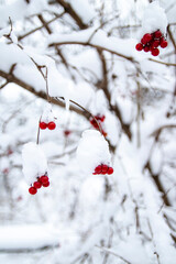 A bunch of red mountain ash with a snow cap. In a blurry winter forest in the background. Place for your text.