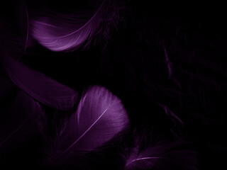 Beautiful abstract purple feathers on black background, black feather texture on dark pattern and purple background, colorful feather wallpaper, love theme, valentines day, dark texture
