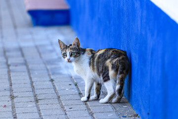 Fototapeta na wymiar Cat walking in a street