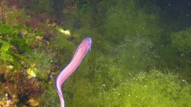 Fish of the Black Sea, Roche's snake blenny (Ophidion rochei) .Actinopterygii.