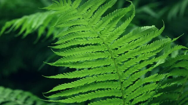 Close up fresh fern frond over green background
