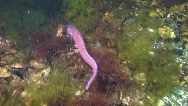Fish of the Black Sea, Roche's snake blenny (Ophidion rochei) .Actinopterygii.