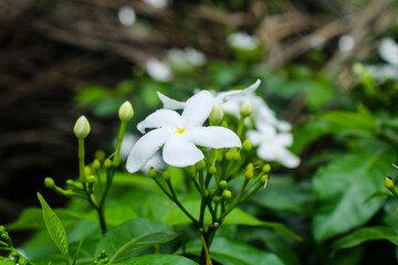 White flower with smooth background.Nature.