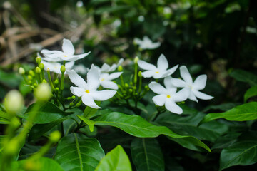 White flower with smooth background