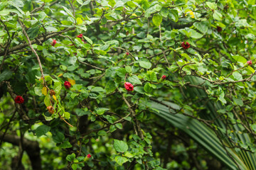 Delicate pink hibiscus bud flower with young foliage on the light blurred background in the tropical garden.