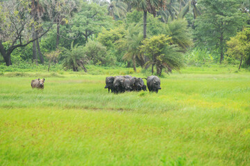 Group Of Indian Bufflo In Nature.