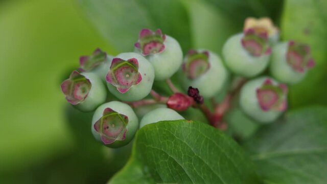 Fresh green blueberry berries growing in garden