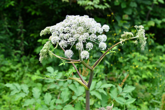 Wald-Engelwurz