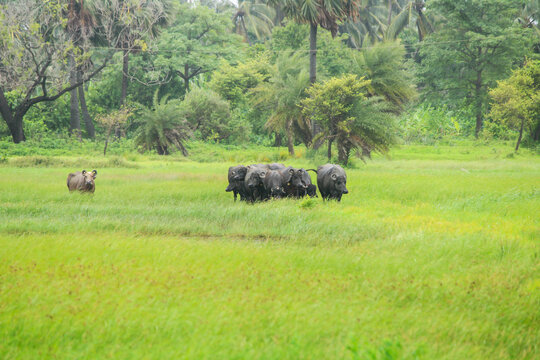 Group Of Indian Bufflo In Nature.
