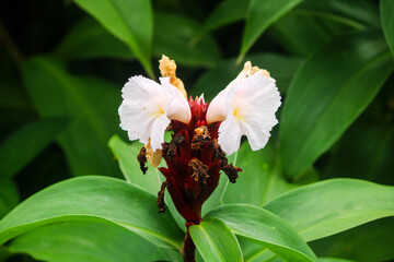 White flower with smooth background.Nature.