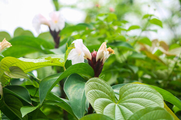 White flower with smooth background.Nature.