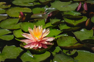 Nen&uacute;fares en la Alhambra