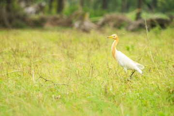Cattle Egret- A White Bird found in the beautiful nature of Mumbai.