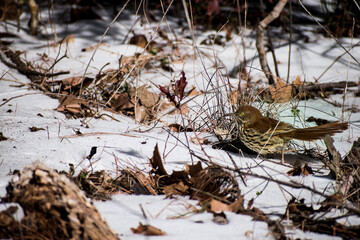 bird in the snow