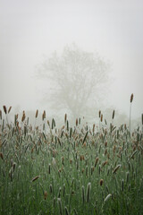 Tall grasses on a foggy morning with a tree in the background
