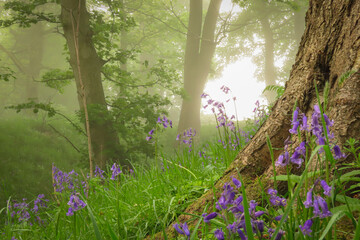 Bluebells in the woods on a foggy morning