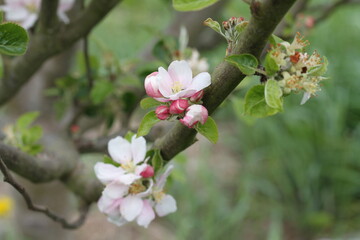 pink cherry blossom