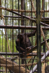 Małpa szympans w zoo - obrazy, fototapety, plakaty