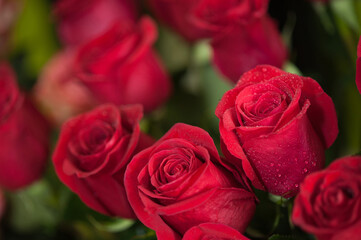 Red roses
