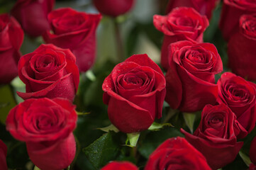 Red roses