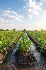 Fototapeta na wymiar Watering the potato plantation. Water flows through an irrigation canals. Providing the field with life-giving moisture. Surface irrigation of crops. European farming. Agriculture. Agronomy.