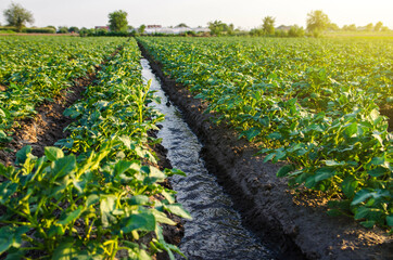 Fototapeta na wymiar Water flows through an irrigation canal. Watering the potato plantation. roviding the field with life-giving moisture. Surface irrigation of crops. European farming. Agriculture. Agronomy.