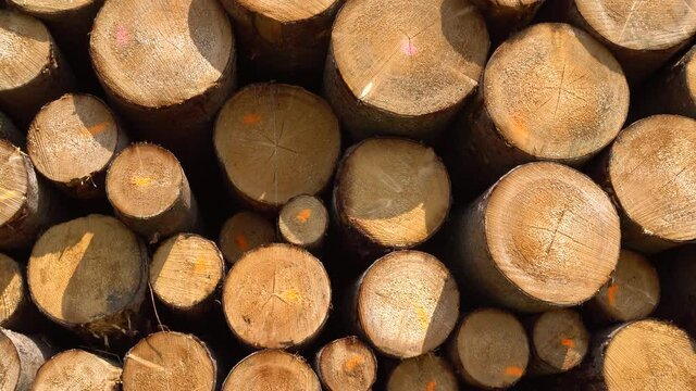 Baumst&auml;mme auf Lagerplatz der Forstwirtschaft